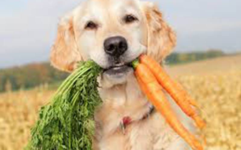 🐕🌿 Why Does My Dog Eat Grass? Should I Be Worried?